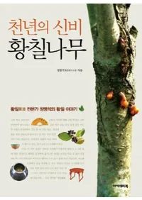 천년의 신비 황칠나무 (ǯο )